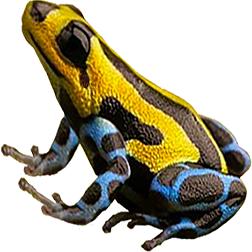 Highland Sira Frog
